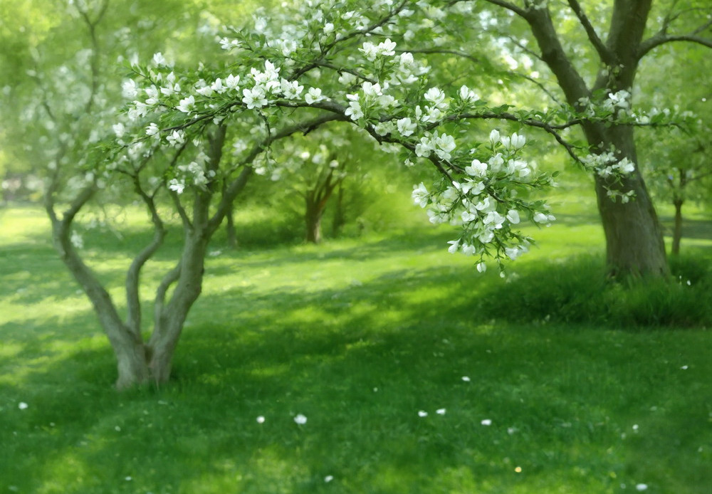 Backdrop "Blossom garden"