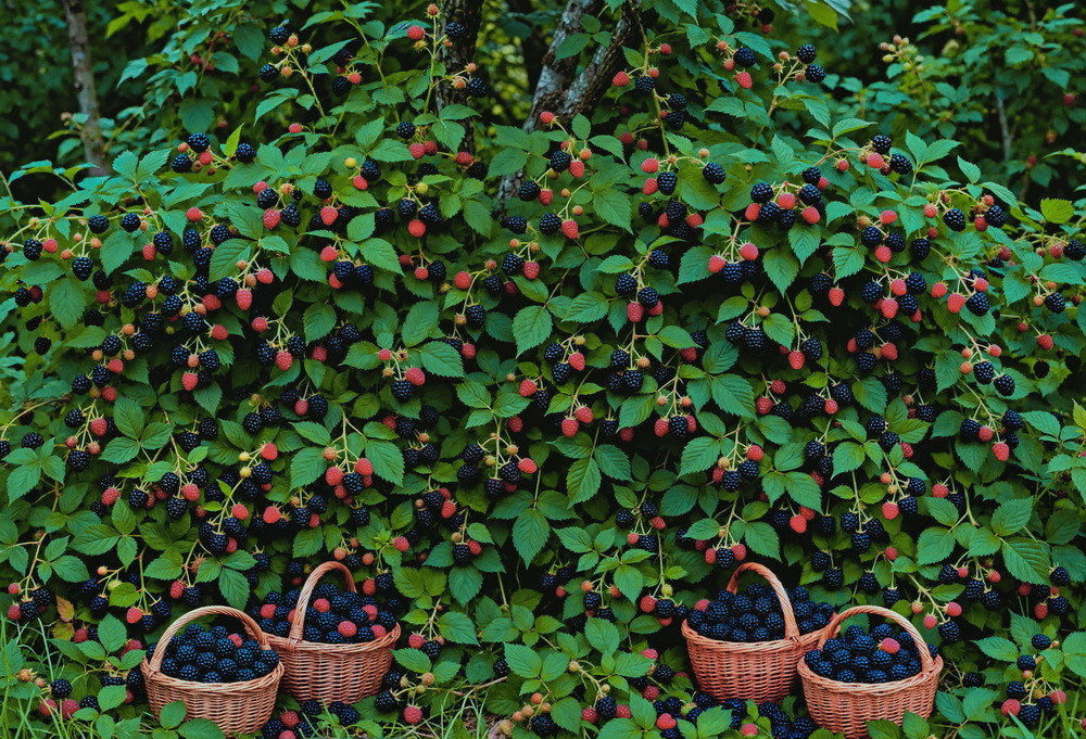 Backdrop "Blackberry"